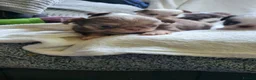 Chihuahua dogs for sale: Beautiful long haired chihuahua puppies - Advert 14