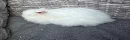 Lionhead rabbits for sale: REW double mane lionhead - Advert 3