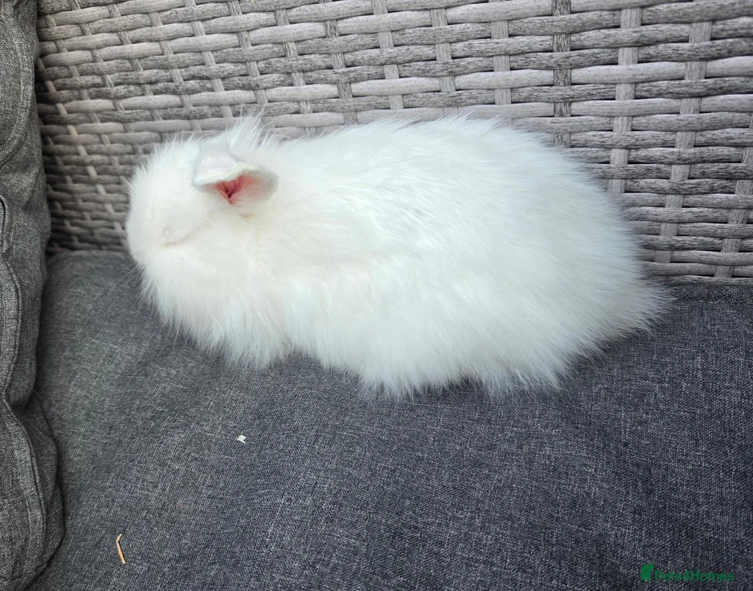Lionhead rabbits for sale: REW double mane lionhead - Advert 3