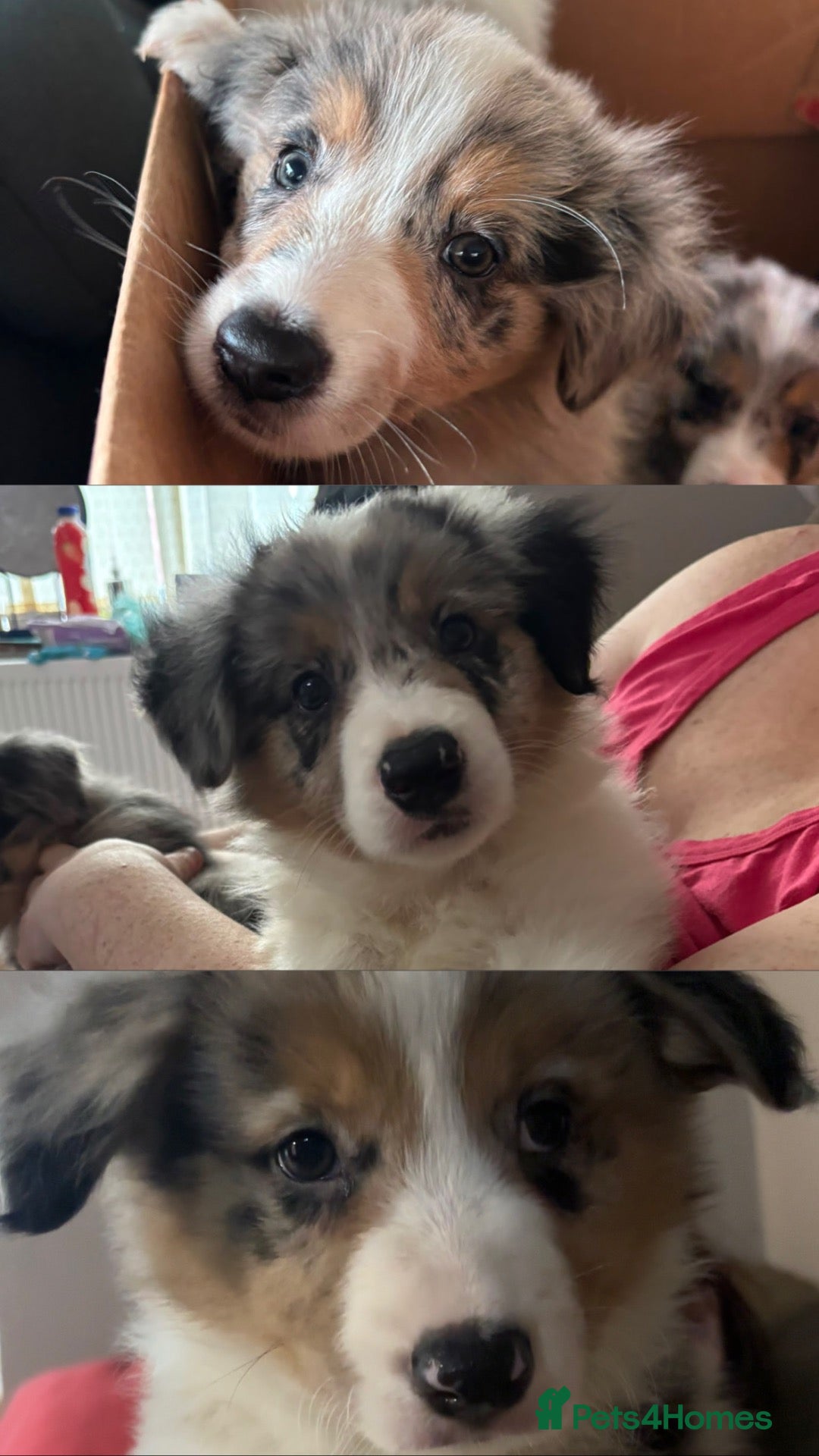 Border Collie dogs Beautiful litter of 7 Border Collies  - Advert 19