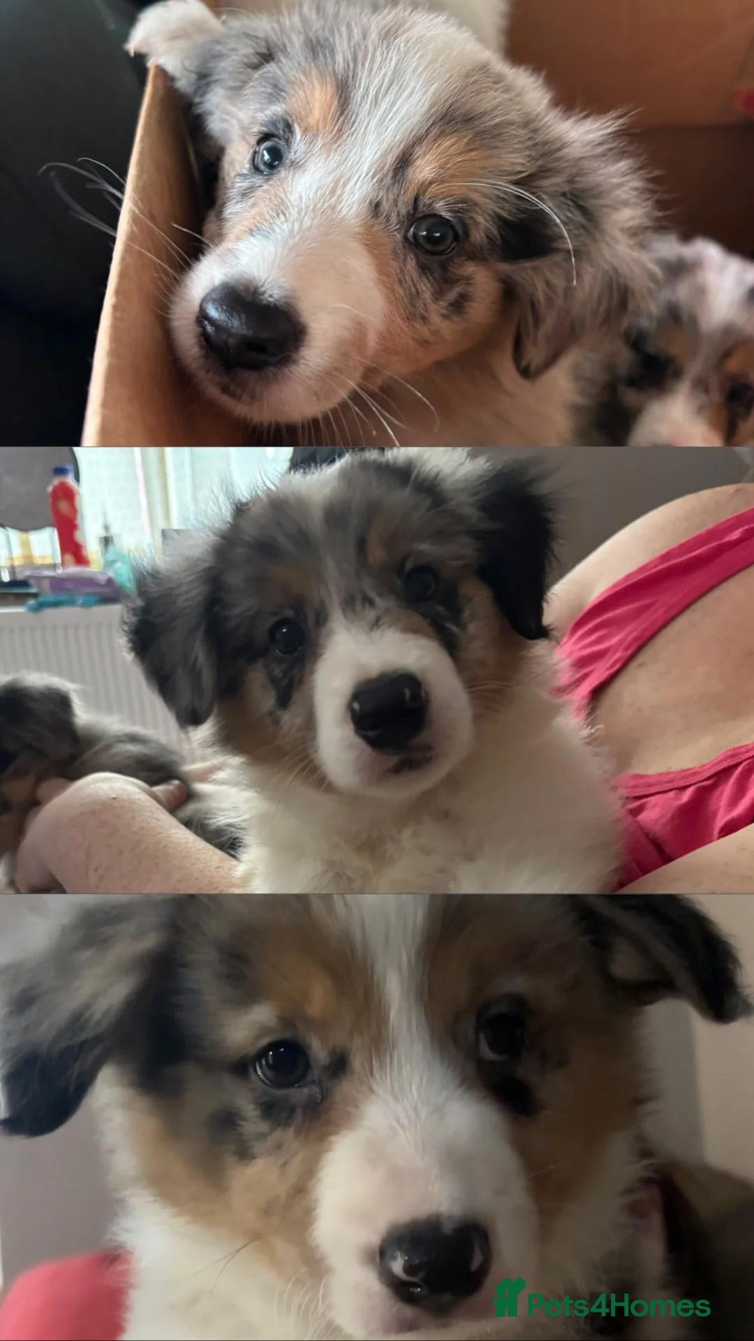 Border Collie dogs for sale: Beautiful litter of 7 Border Collies  - Advert 1