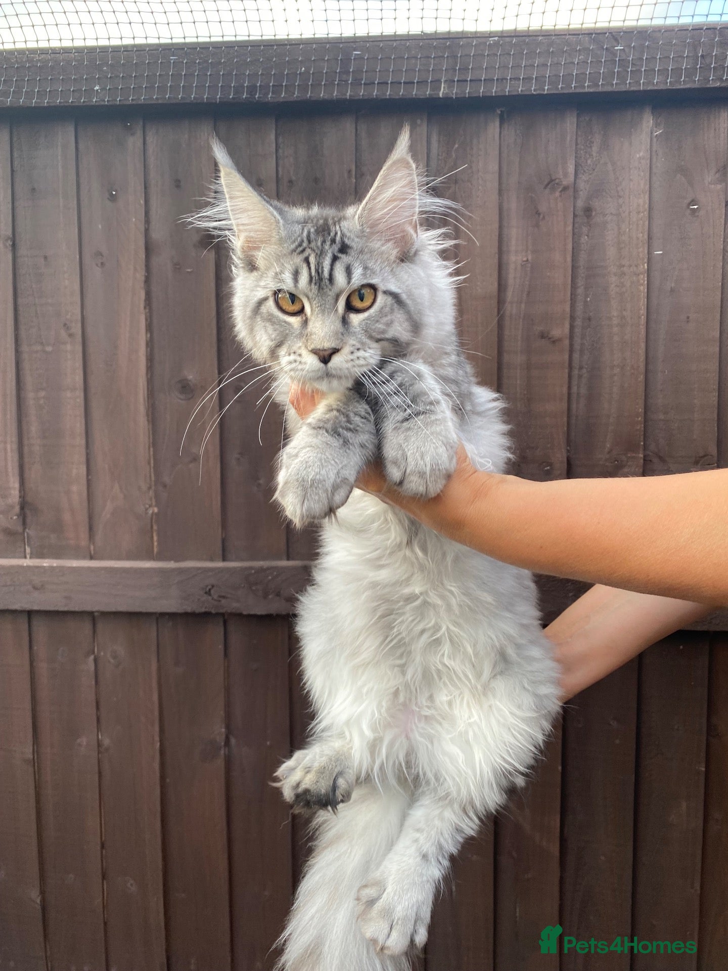 Maine Coon cats Monarch Maine coon kitten XL PEDIGREE maine coons - Advert 11