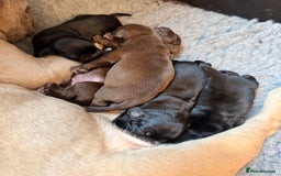 Mixed Breed dogs for sale: French bulldog cross puppies - Advert 11