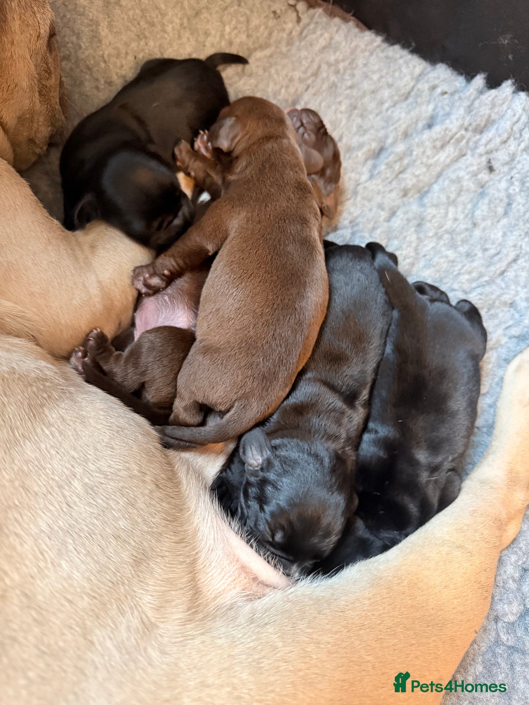 Mixed Breed dogs for sale: French bulldog cross puppies - Advert 11
