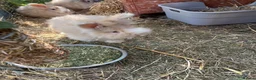 Mini Lop rabbits for sale: Mini lops-raised indoors-vaccinated  - Advert 16