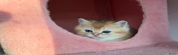 British Longhair cats for sale: GOLDEN BRITISH LONG HAIR KITTENS  - Advert 15