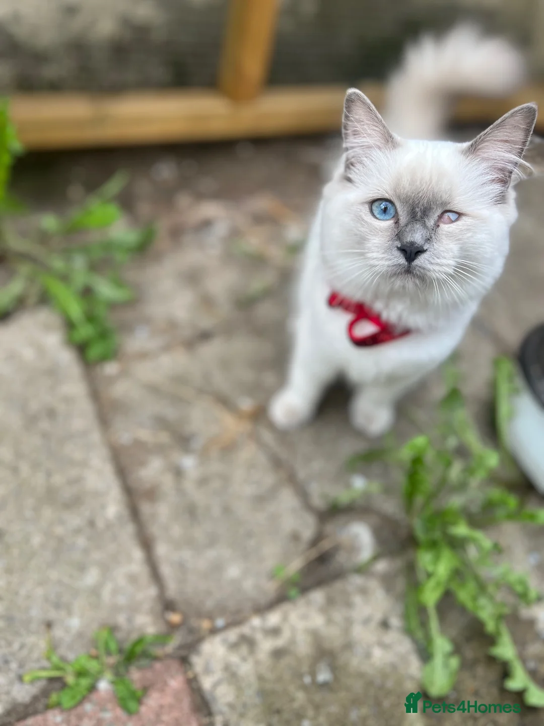 Ragdoll cats for sale: STUNNING  - Advert 2
