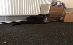 Mixed Breed cats for sale: Cats  - Image 2