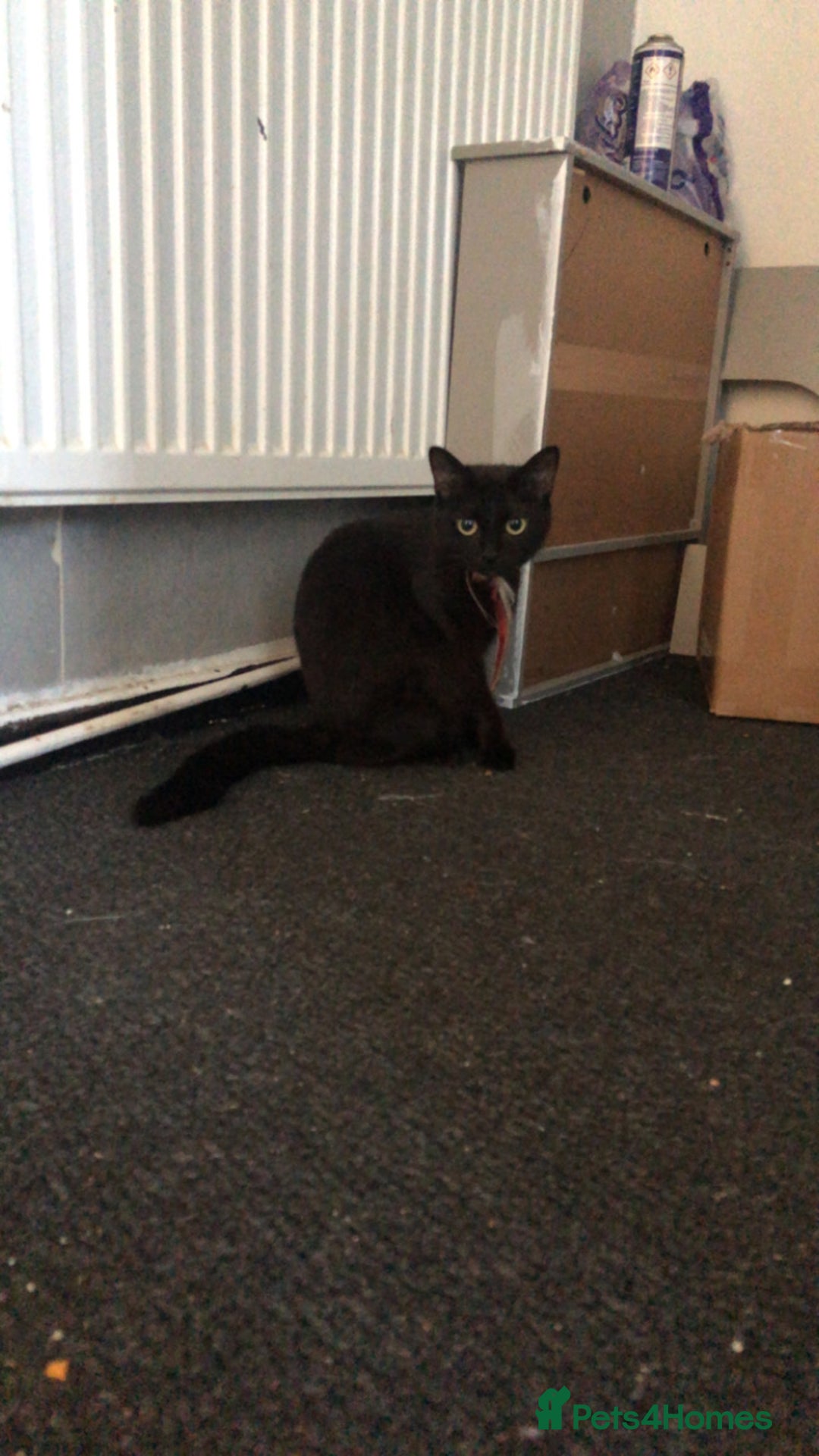 Mixed Breed cats for sale: Cats  - Image 2