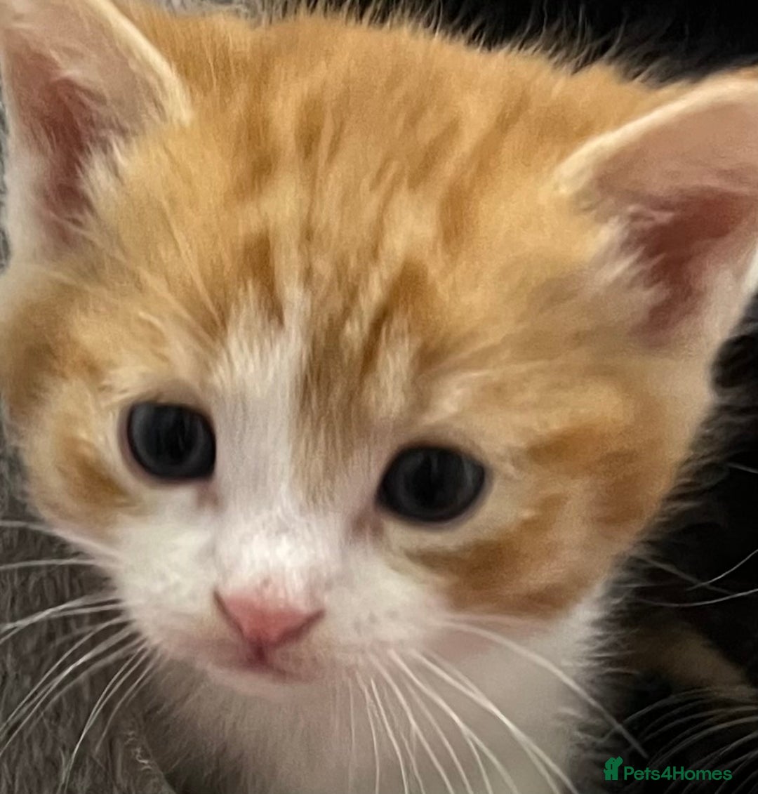 Mixed Breed cats for sale: A Surprise Litter. Dot’s first and last!  - Advert 1