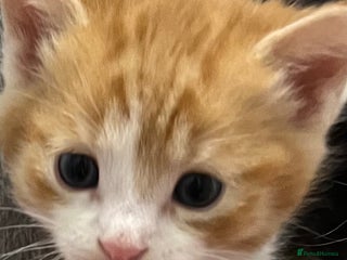 Mixed Breed cats A Surprise Litter. Dot’s first and last! - Advert 4