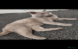 British Shorthair cats for sale: Male Lilac British Shorthair! - Image 4