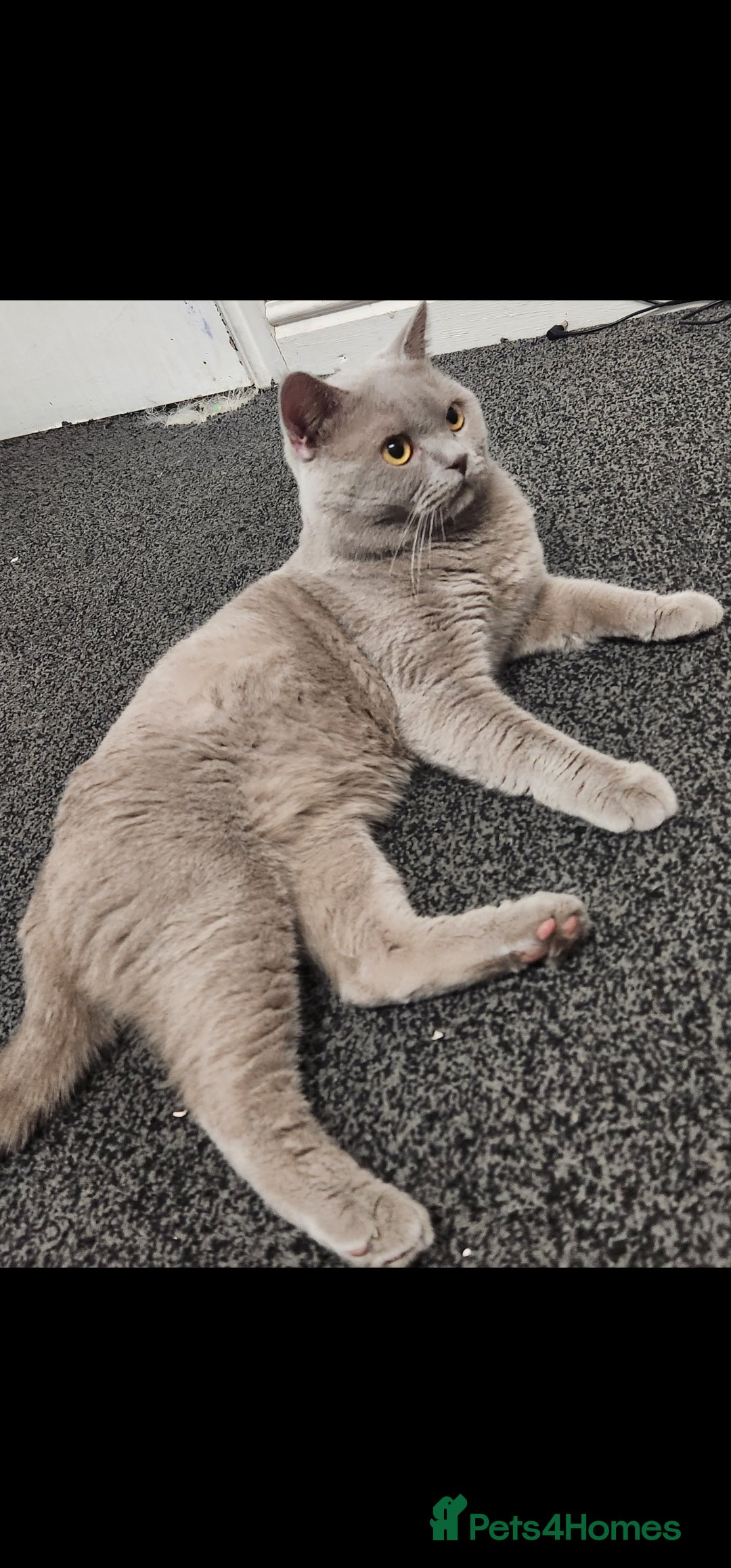 British Shorthair cats for sale: Male Lilac British Shorthair! - Image 4