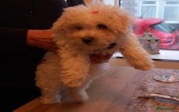 Bichon Frise dogs for sale: Lovely Bichon Maltese pups - Advert 2