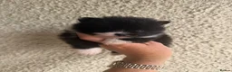 Pomeranian dogs for sale: 🧸 TOP QUALITY POM PUPPIES 🧸 - Advert 7