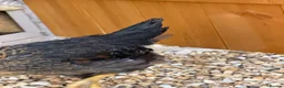Chickens poultry for sale: 1 rare vorwerk 2 Sweedishflower, lace Wyandotte  in Telford - Advert 5