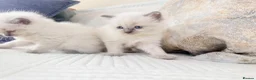 Ragdoll cats for sale: 3 Blue Point Kittens for sale - All Boys!! - Advert 7