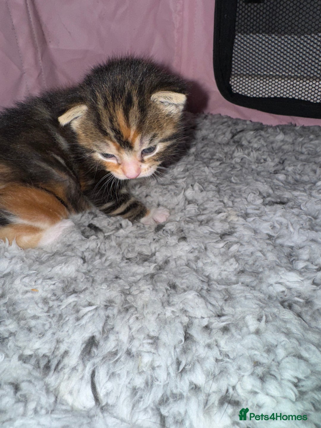 Mixed Breed cats for sale: Beautiful half Maine coon kittens  - Advert 4