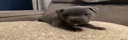 Staffordshire Bull Terrier dogs for sale: 3 Male Blue staff pups - Advert 3