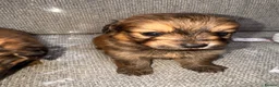 Mixed Breed dogs for sale: Pomeranian cross Jack Russell in Swadlincote - Advert 6