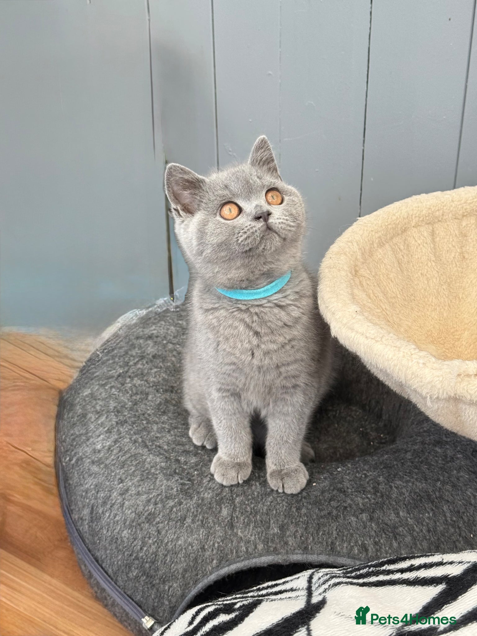 British Shorthair Kitten 6