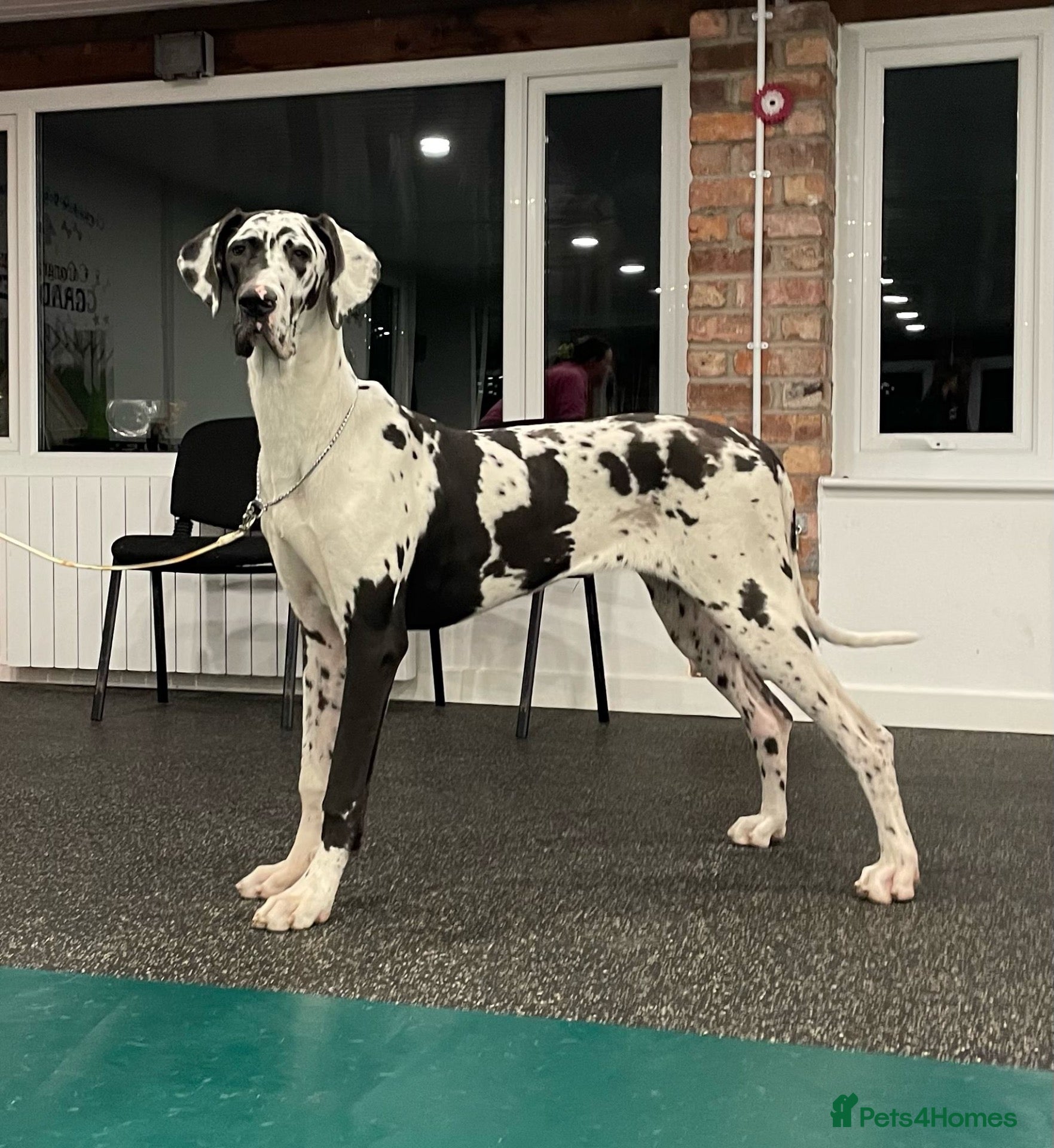 Great Dane dogs Beautiful KC Registered Great Danes Puppies - Advert 2