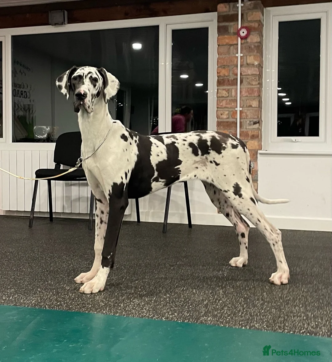 Great Dane dogs for sale: Beautiful KC Registered Great Danes Puppies - Advert 2
