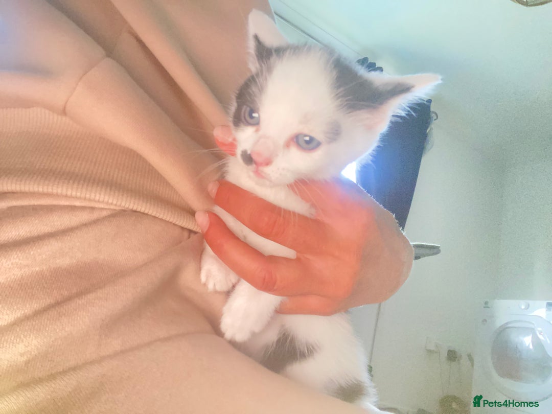 Domestic Shorthair cats for sale: 3 cuddly girl kittens available  - Image 7