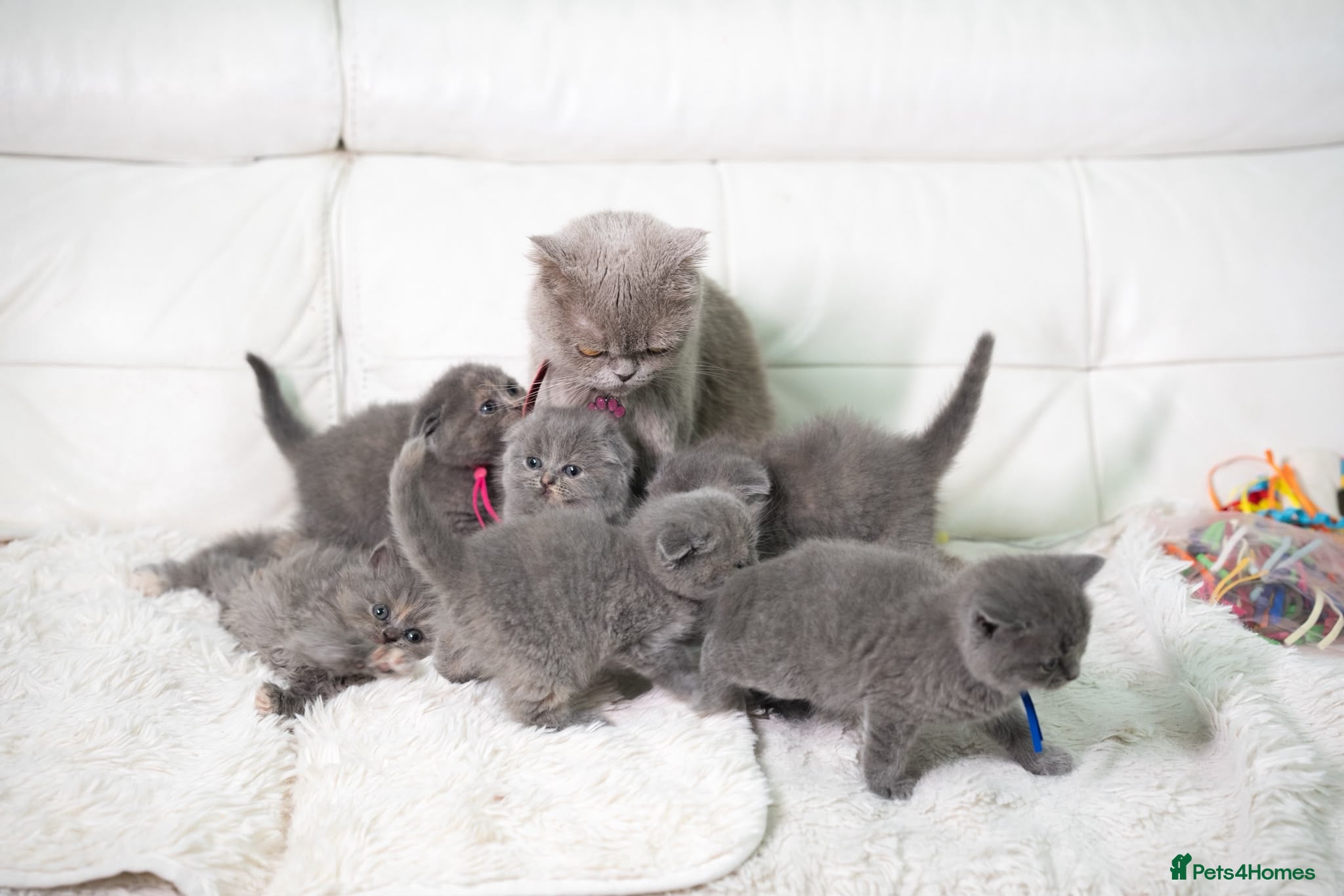 Scottish Fold cats Scottish fold/British short hair females  - Advert 2
