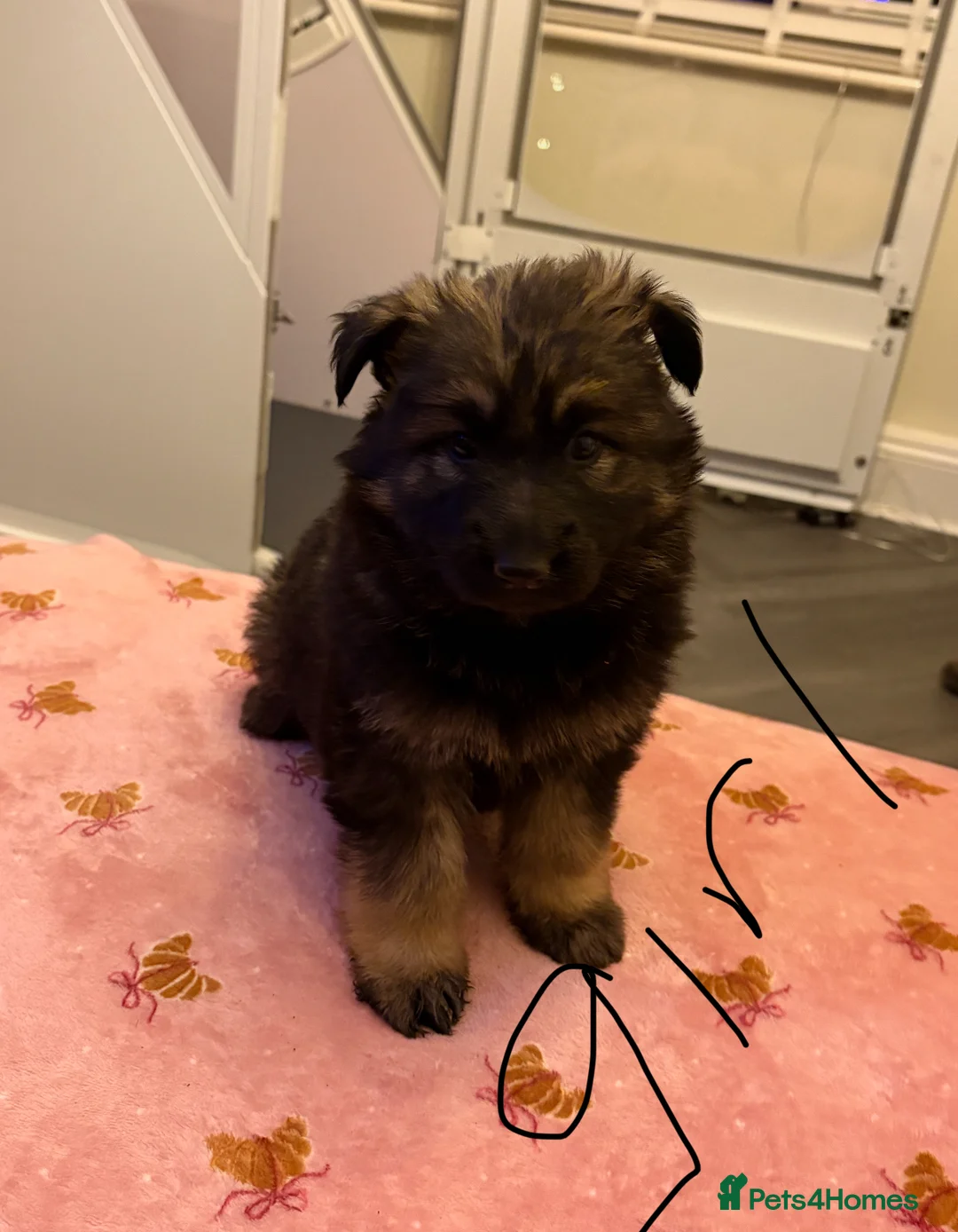German Shepherd dogs for sale: Beautiful German shepherd Puppies - Advert 6