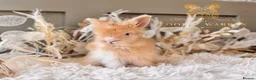 Angora rabbits for sale: BEAUTIFUL LITTER OF ANGORAS - Advert 19