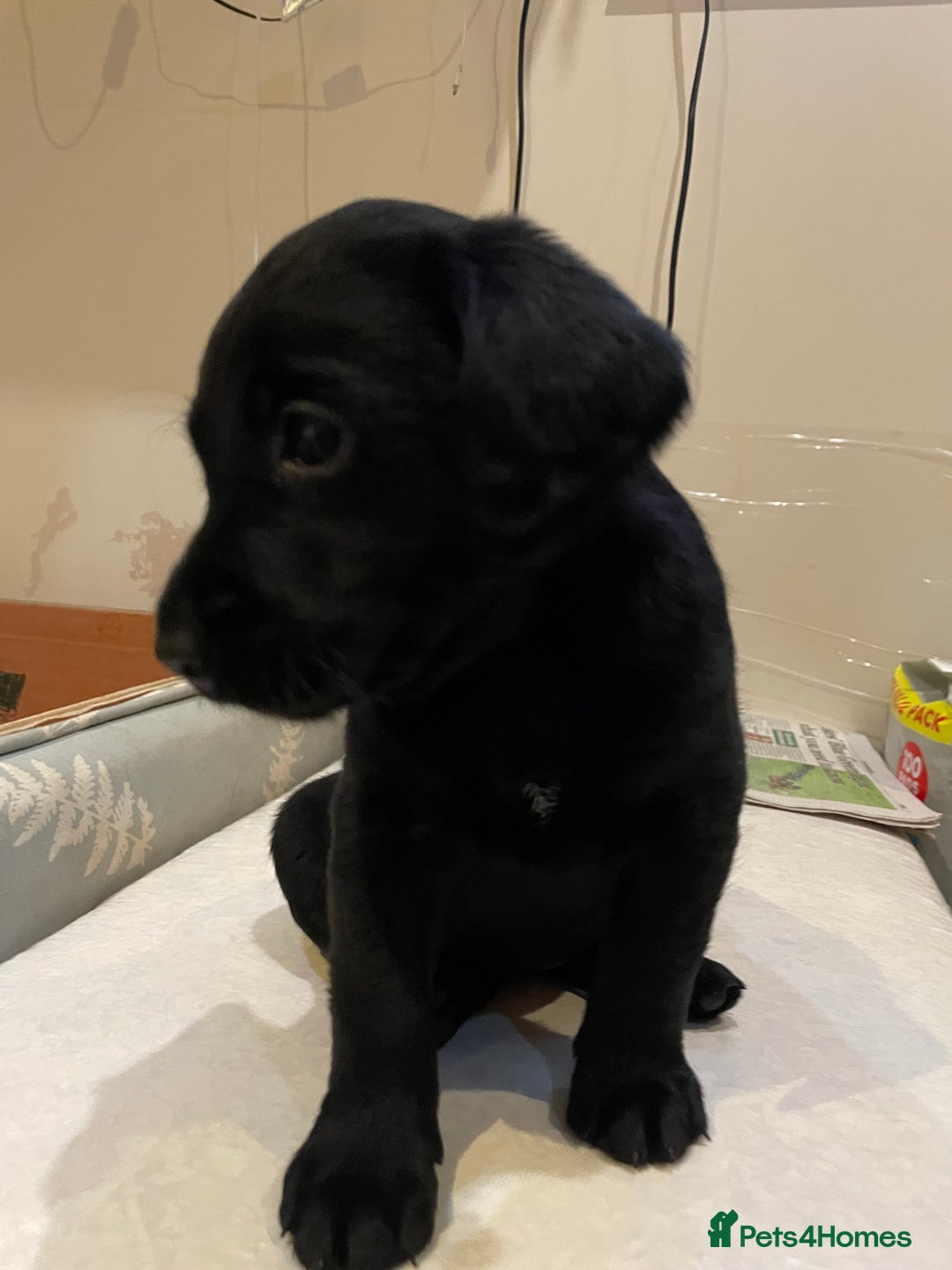 Labrador Retriever dogs for sale: Black Labrador puppies - Advert 14
