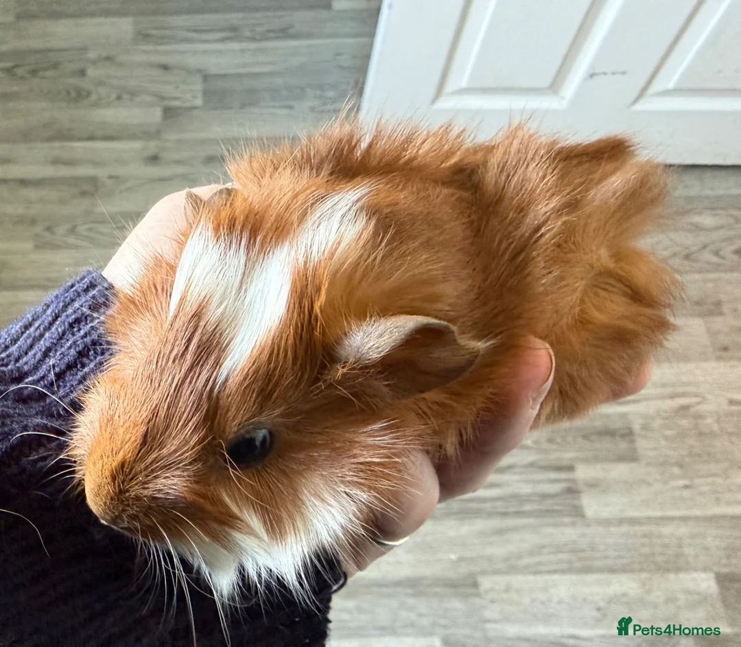 Guinea Pig rodents for sale: Baby guinea pigs boars - Advert 2