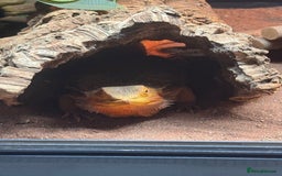Bearded Dragon reptiles for sale: Bearded Dragon + Large Vivarium & Full Setup - Image 7