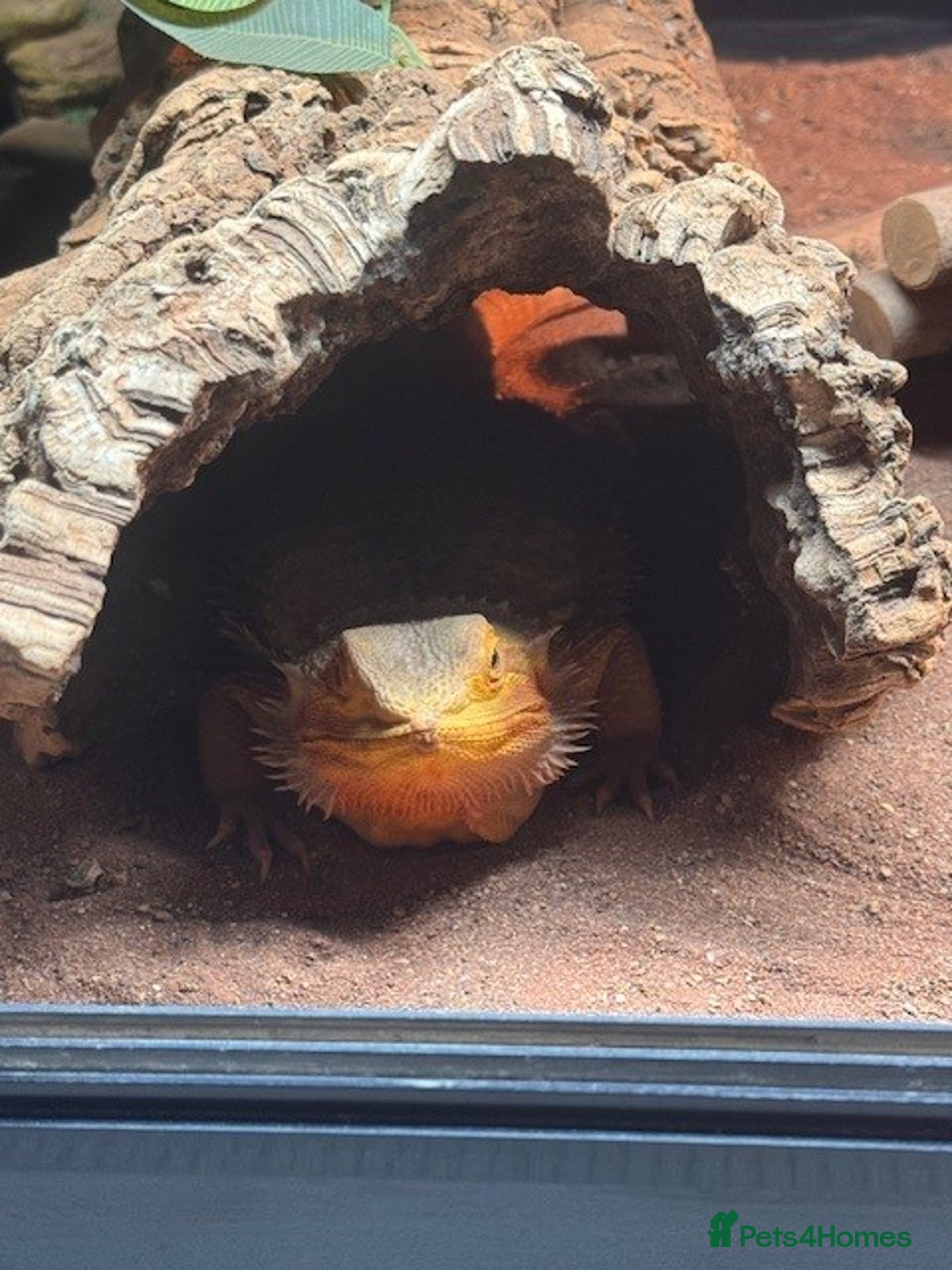 Bearded Dragon reptiles for sale: Bearded Dragon + Large Vivarium & Full Setup - Image 7