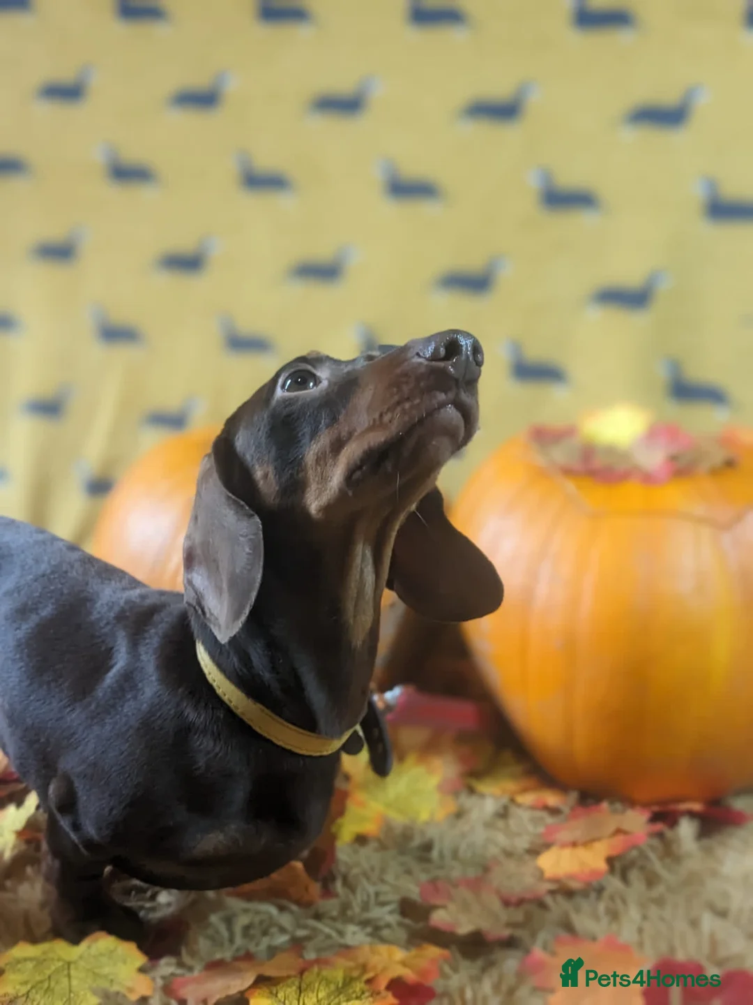 Miniature Dachshund dogs for stud: kc reg.. fully health tested miniature dachshund in Wrexham - Advert 3