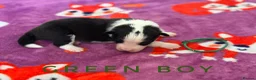 Border Collie dogs for sale: Fully Health Tested, KC registered puppies due - Advert 6