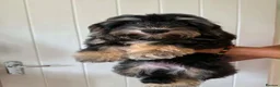 Mixed Breed dogs for sale: Mauxie-poo in Liverpool - Advert 6