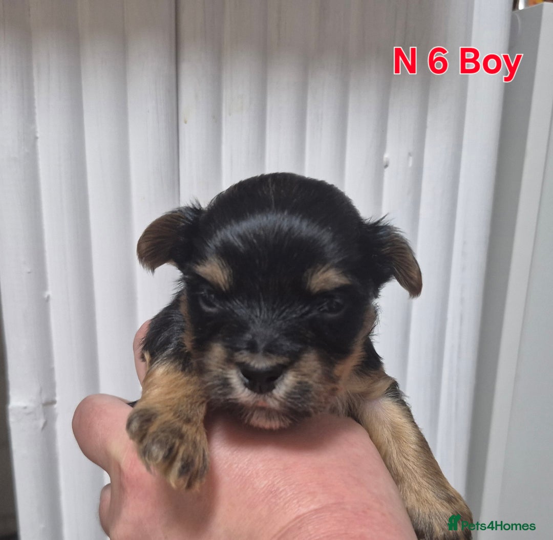 Biewer Terrier dogs for sale: Biewier terrier  - Image 21