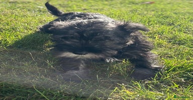 Miniature Schnauzer dogs KC Pedigree Mini Schnauzer - Advert 4