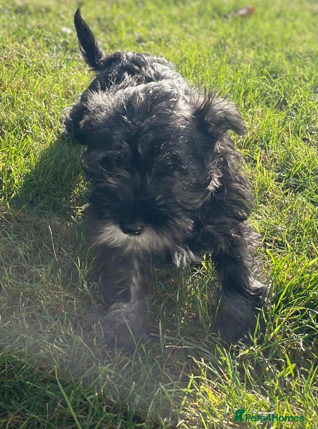 Miniature Schnauzer dogs for sale: KC Pedigree Mini Schnauzer - Advert 2