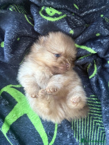 Pomeranian dogs - Advert 15