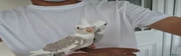 Cockatiels birds for sale: Super silly hand tamed baby cockatiels for sale  - Advert 8