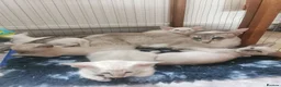 Siamese cats for sale: Siamese Kittens for sale - Advert 3
