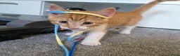Mixed Breed cats for sale: Adorable Male Kitten Looking for His Forever Home! - Advert 5