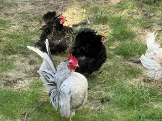 Mixed Breed birds A flock of pure show quality Seramas - Advert 3