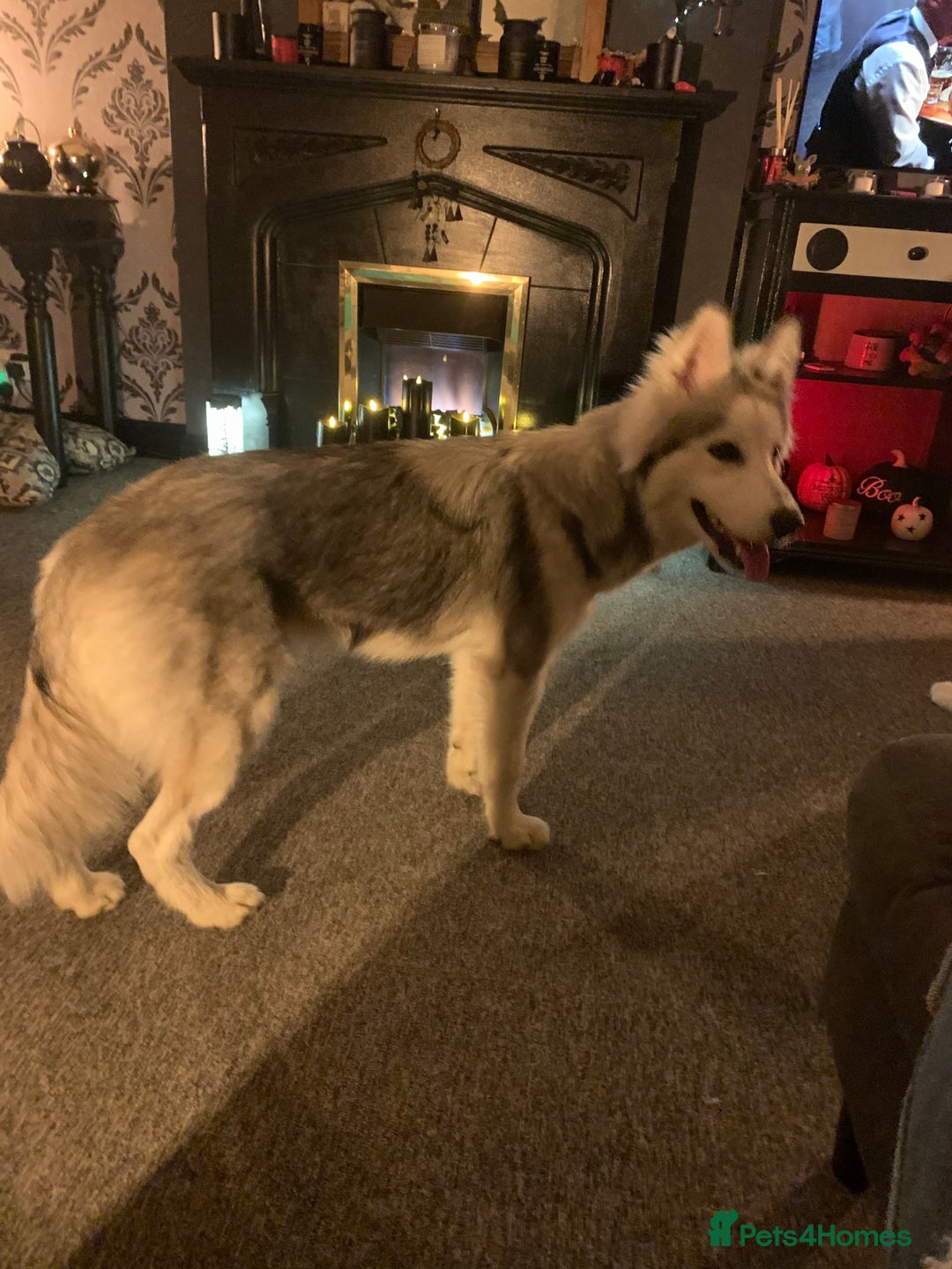 Siberian Husky dogs for sale: Beautiful Siberian husky girl in Bolton - Image 12