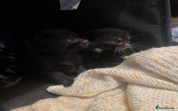 Mixed Breed cats for sale: Gorgeous short hair British Kittens  - Image 5