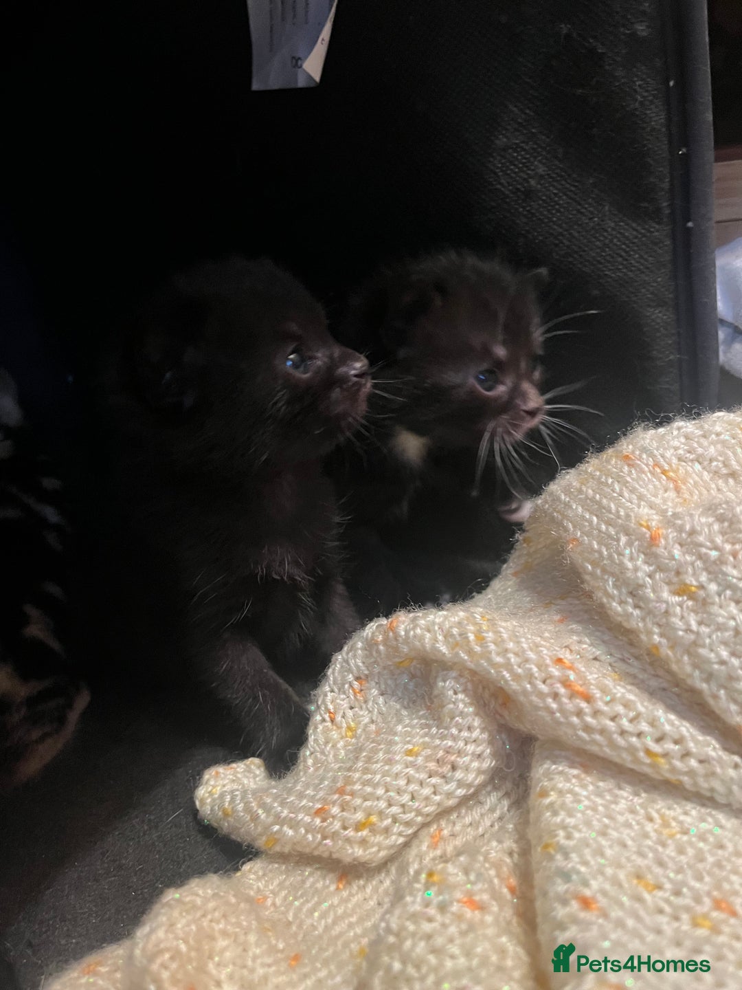 Mixed Breed cats for sale: Gorgeous short hair British Kittens  - Image 5
