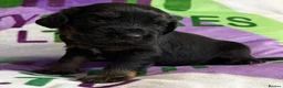 Cocker Spaniel dogs for sale: KC BLACK AND TAN boys 17 dna health tested clear  - Advert 5
